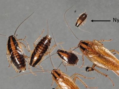 German Cockroach (Blattella germanica)
German cockroaches are one of the most common indoor pest 