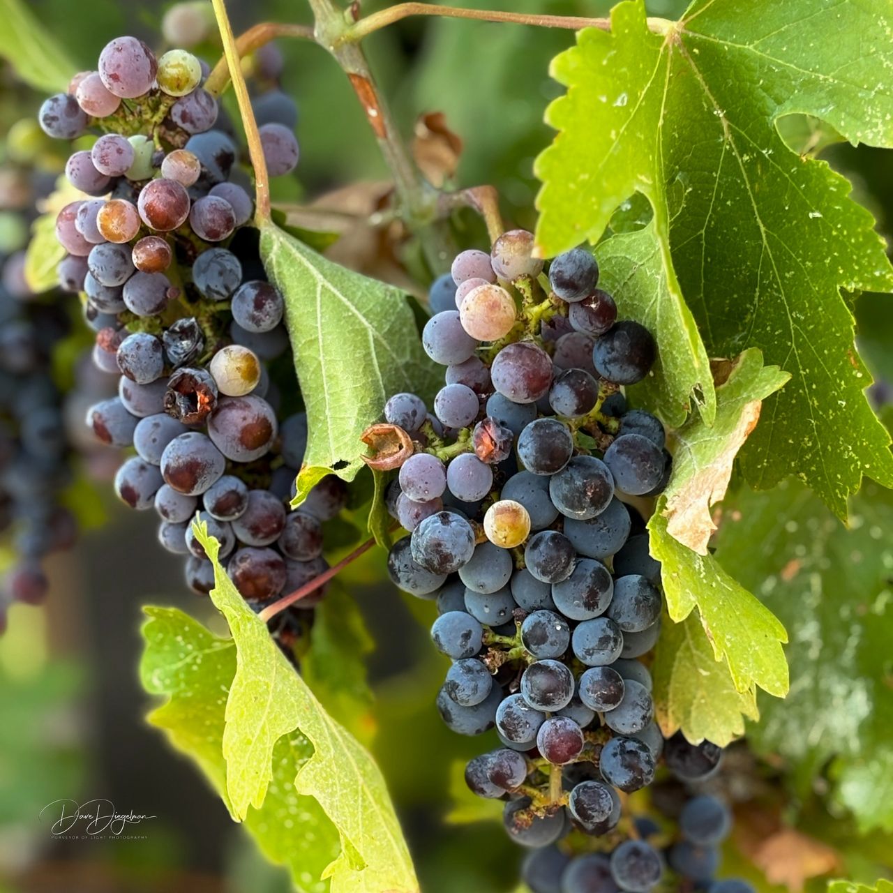 Sun-ripened Chardonnay and Cabernet Sauvignon grapes thriving in Southern Utah—grown with care, harvested with purpose, and crafted into something you can truly be part of. 🍇 Join the Diegelman Vineyard Collective and turn your property into a working vineyard—no winery required. Start your vineyard journey today. Sun-ripened Chardonnay and Cabernet Sauvignon grapes thriving in Southern Utah—grown with care, harvested with purpose, and crafted into something you can truly be part of. 🍇 Join the Diegelman Vineyard Collective and turn your property into a working vineyard—no winery required. Start your vineyard journey today.