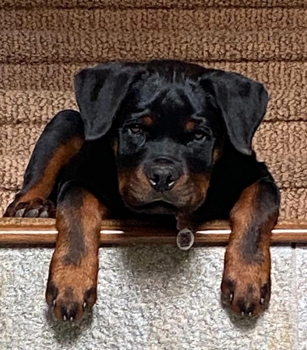 German Rottweiler puppy on laying on bottom stair looking at camera, #84GotRotts, 1844-687-6887