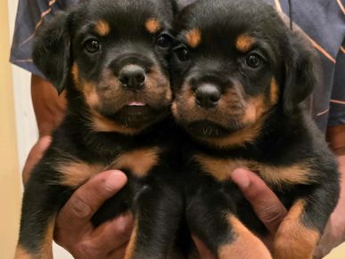 German rottweiler puppies held by breeder, for sale, #84GotRotts, #18446876887