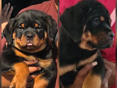 2 Male German rottweiler puppy collage #84GotRotts #rottweiler 84GotRotts.com koko x king phyre