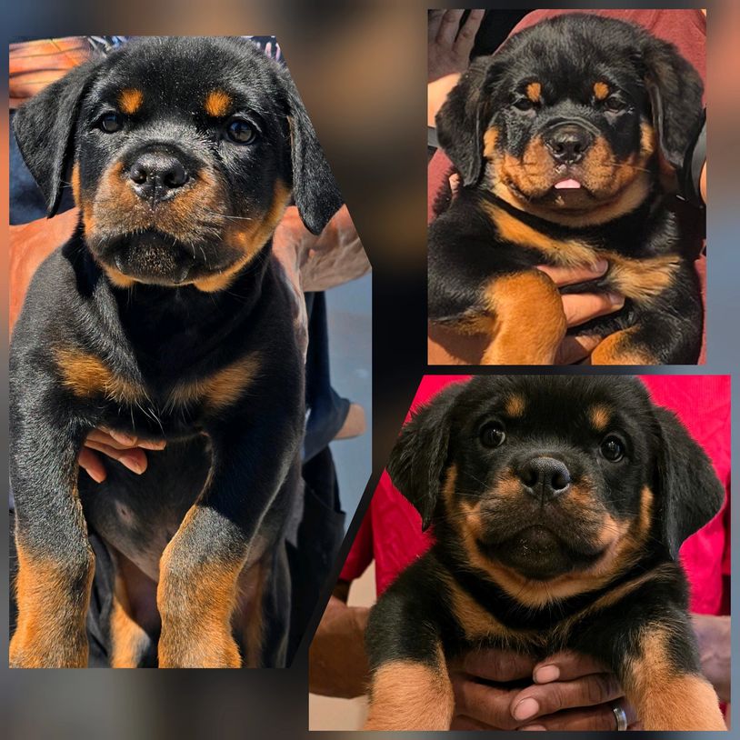 Guard Dog Rottweiler Puppies Near Me Royal Canin Noida Rottweiler