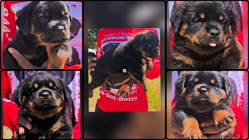 Five cute Rottweiler puppy collage. Puppies bred and produced by 84GotRotts.com, created by Yahweh