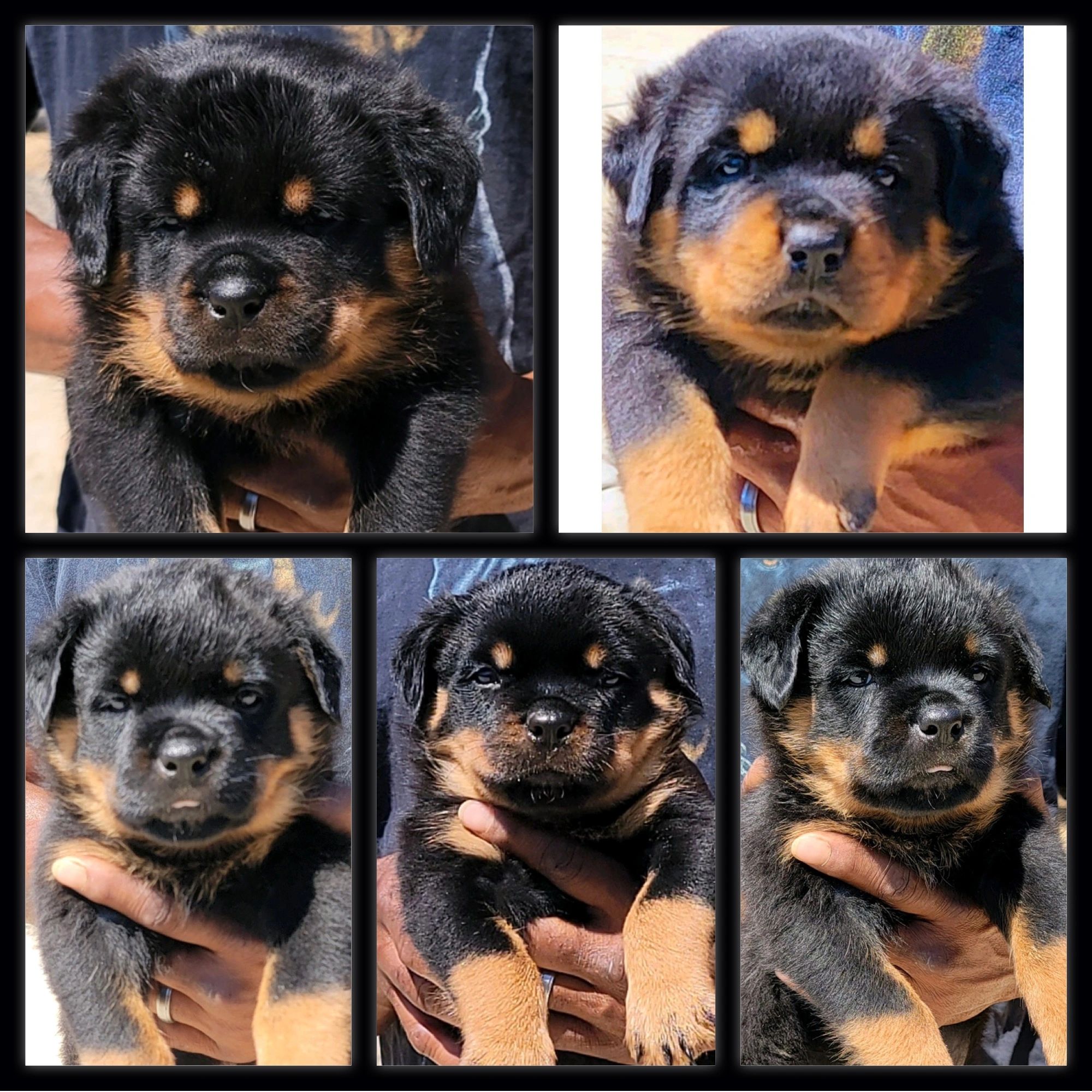 Rottweiler Puppies for Sale - Scotty's California Rottweiler Ranch