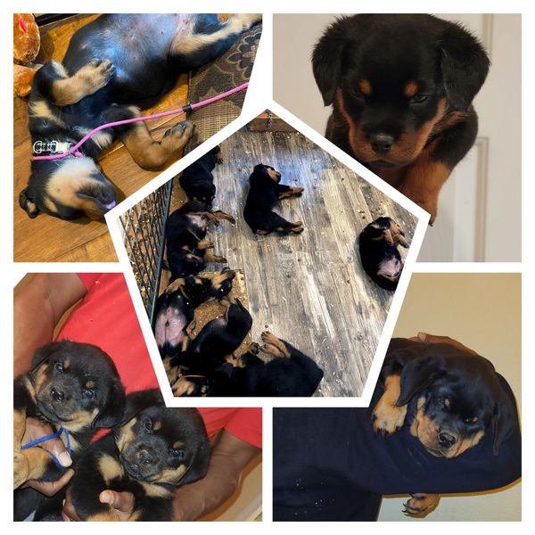 Radio Ranch Rottweilers Scotty's California Rottweiler Ranch - Puppy Deposit, German Rottweiler ...