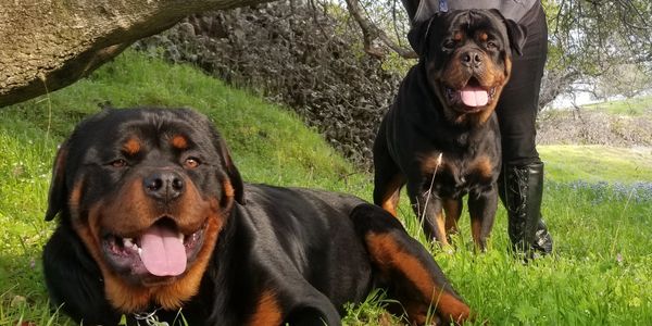Two male Rottweilers with HerbalRancher |Table Mountain, Oroville Ca , #84GotRotts, 1844-687-6887