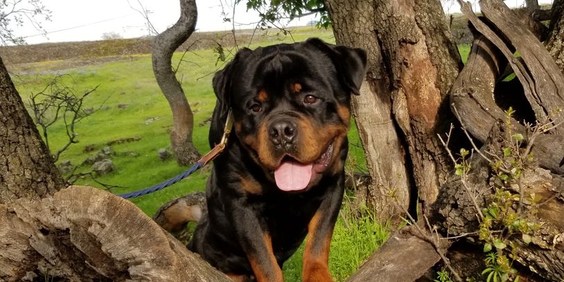 German Rottweiler Tankk, male standing on tree #84GotRotts, #18446876887