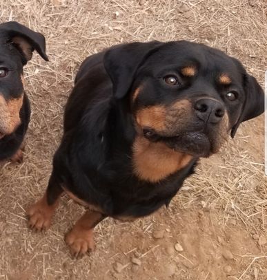 Cherry sitting in dry grass, dam at Scotty's California Rottweiler Ranch, #84GotRotts, #18446876887