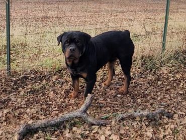 German Rottweiler Kosar, standing in leaves by a country fence #84GotRotts #8446876887