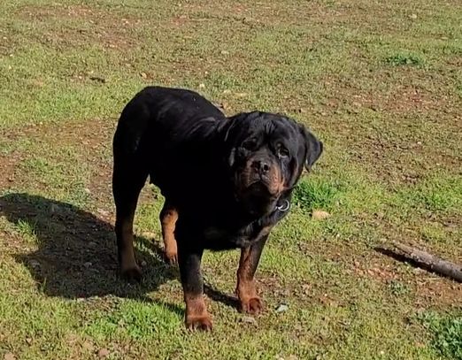 84GotRott's Sparta von SandScott, dam, Scotty's California Rottweiler Ranch, #84GotRotts, 1844687688