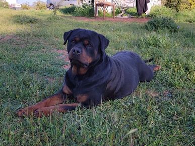 Diamond, Scotty's California Rottweiler Ranch, 84GotRotts, 844-687-6897, puppies for sale