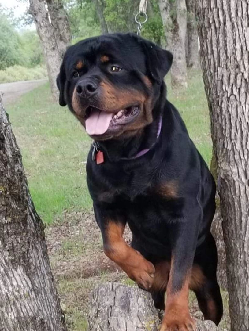 German Rottweiler Duke sire, standing on tree #84GotRotts, #18446876887