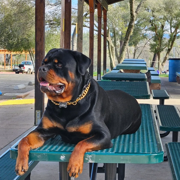 Adult German Rottweiler laying on park table, from #84GotRotts, #8446876887, #rottweiler 