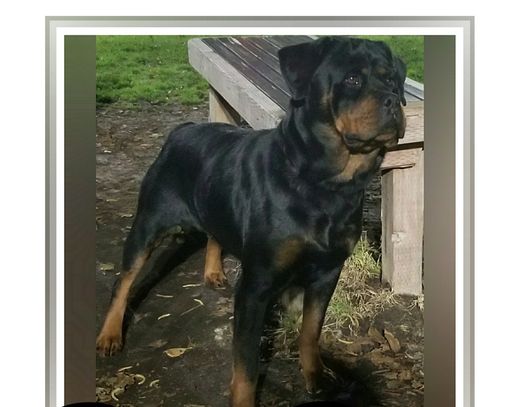 Mamba ti en Men, dam at Scotty's California Rottweiler Ranch, #84GotRotts, 18446876887