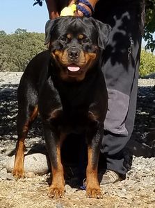 Rottweiler at Scotty's California Rottweiler Ranch, #84GotRotts, 1844-687-6887