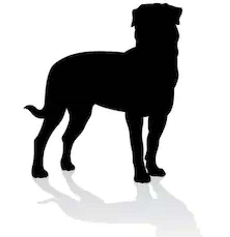 Silhouette or adult female German Rottweiler  