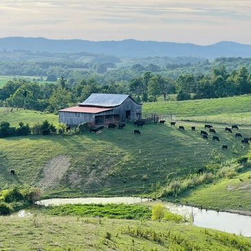 Countryside farm with cows grazing near a barn.