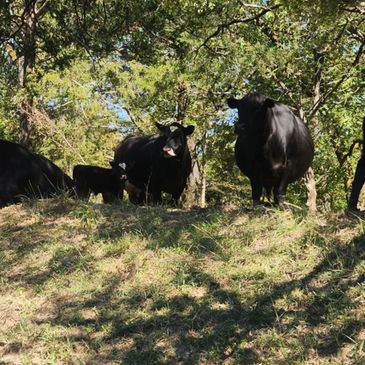 A group of black cows standing on grassy terrain.