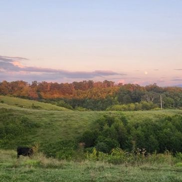 Pastoral scene with green fields and trees at sunset.