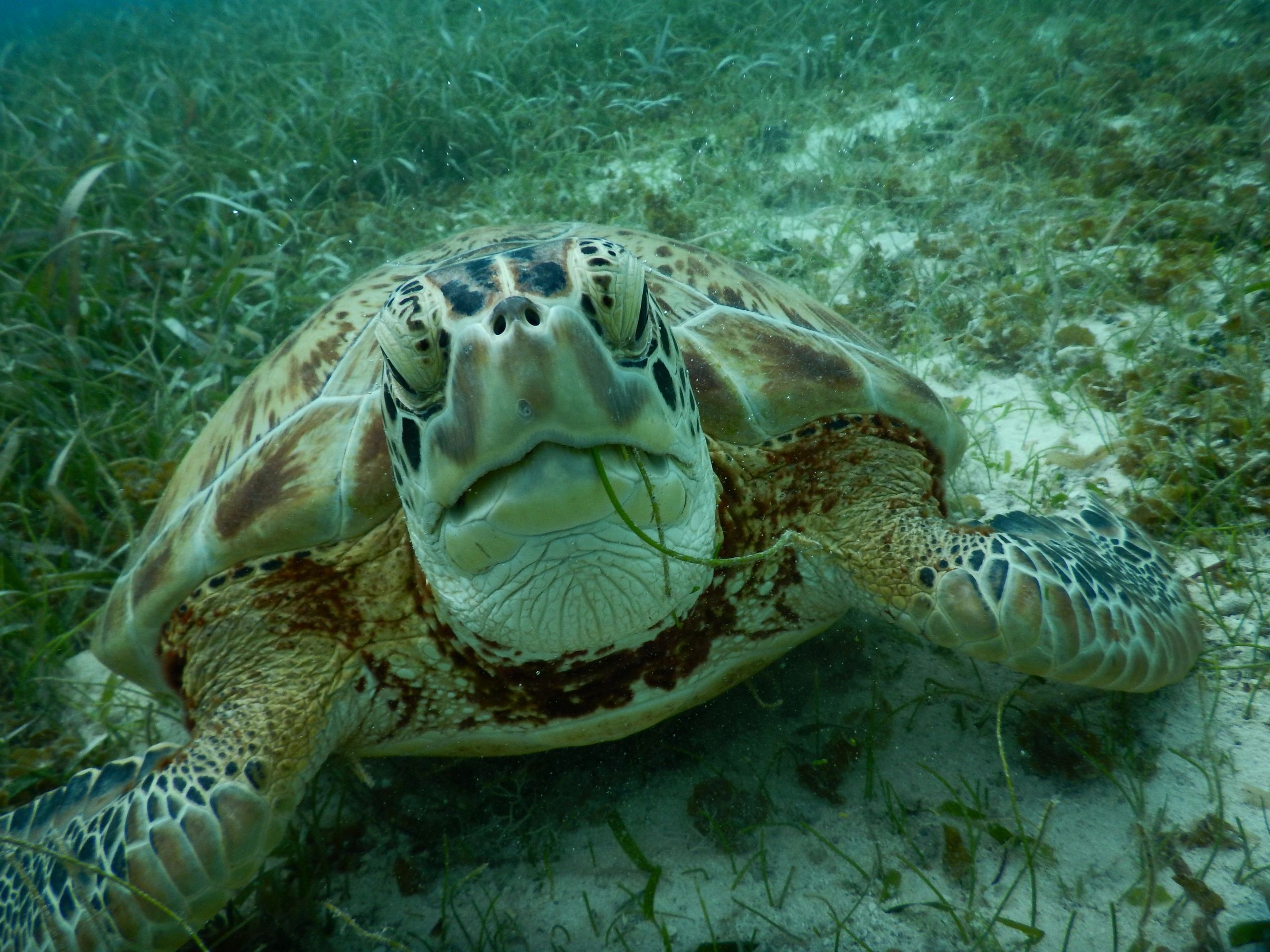 Red Turtle Light Flashlight Home