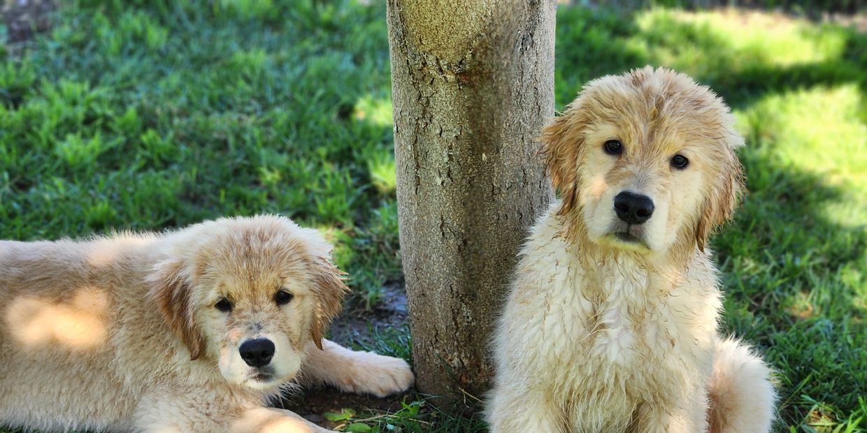 #goldendogmodels
#puppymodels
#dogmodelsonthemontereybay
#dogmodelsonthemontereypeninsula 