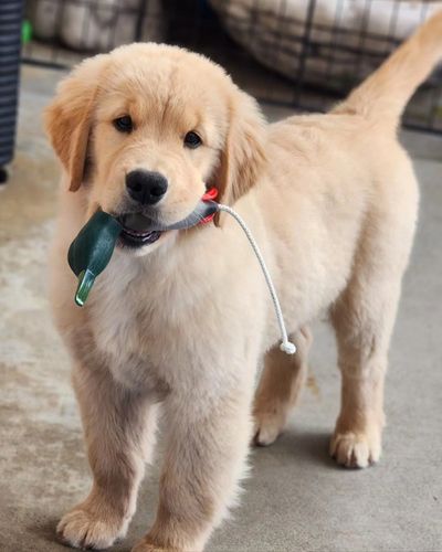 Golden Retriever puppy holding toy in mouth.