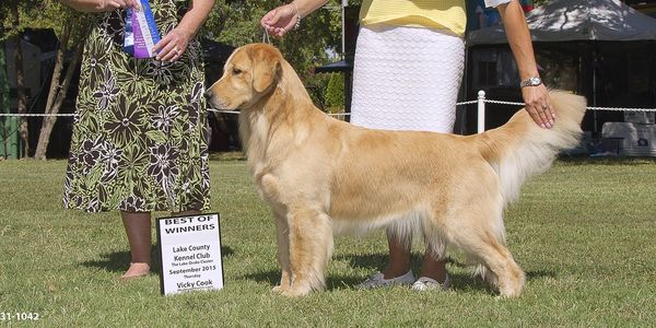 Hobby breeder of quality golden retriever puppies in Hollister California