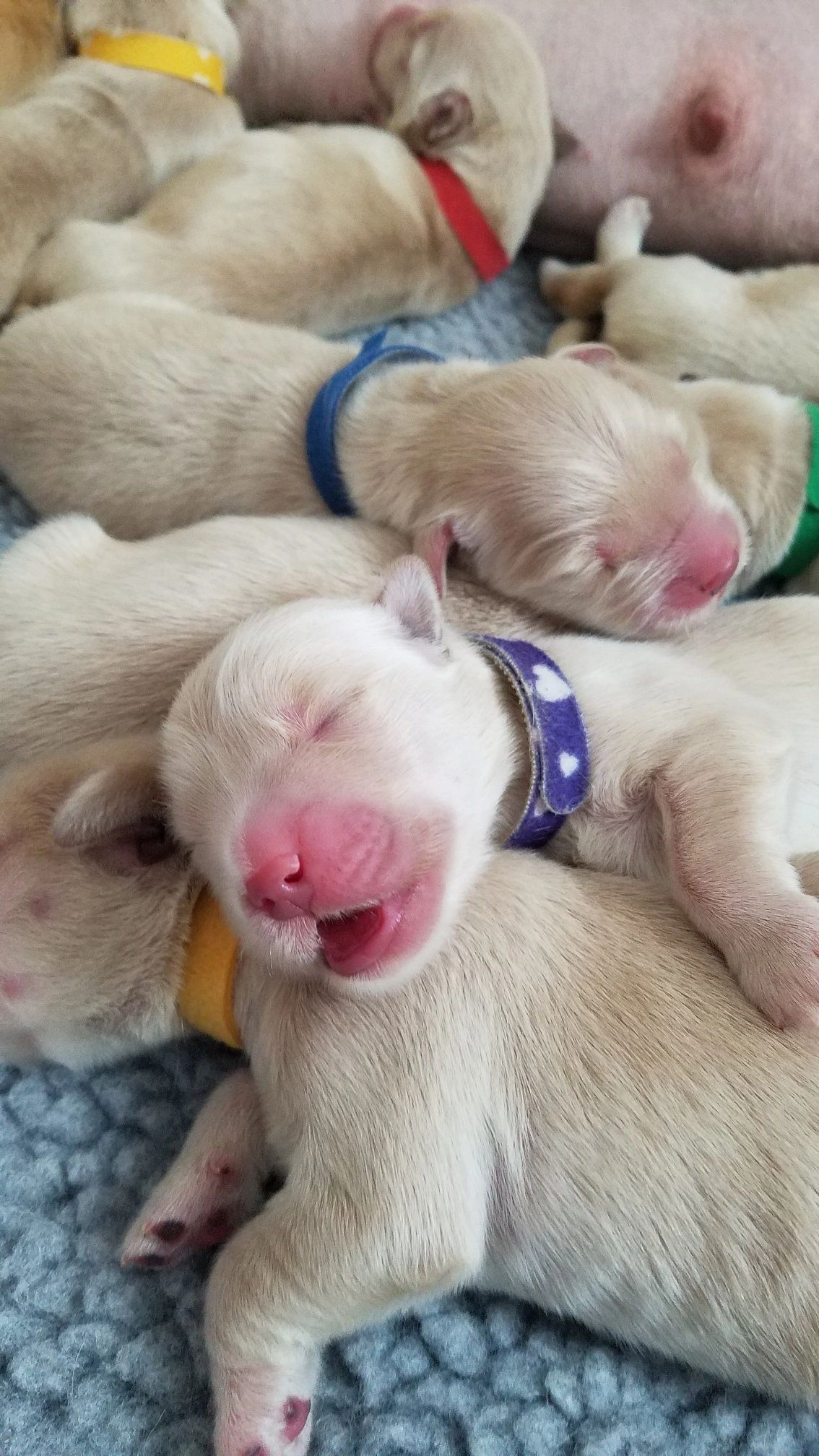 #goldenretrieverpuppiesincalifornia #goldenretrieverpuppiesforsaleincalifornia