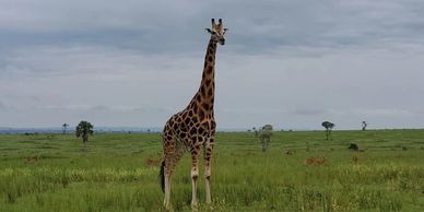 Giraffe on Safari tour, Uganda