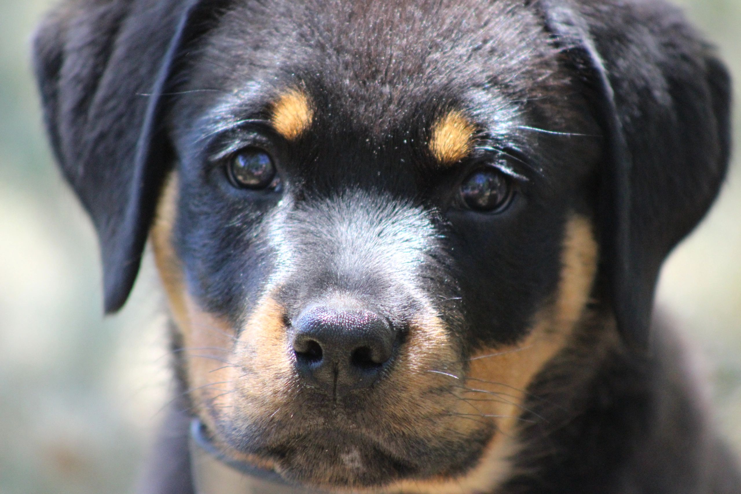 Big Dog Kennels of Orange Connecticut Dog Care, Dog Training
