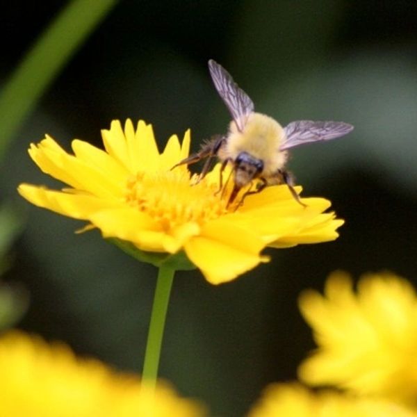 Land Preservation Society of Norton