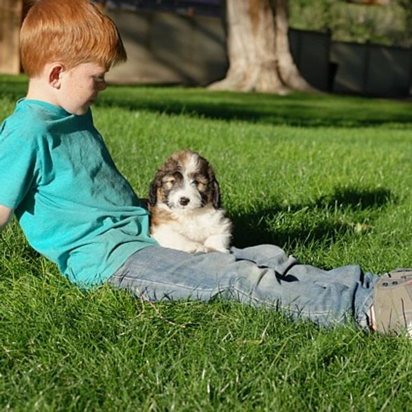 A boy in a green shirt sits on grass with a fluffy puppy on his lap.