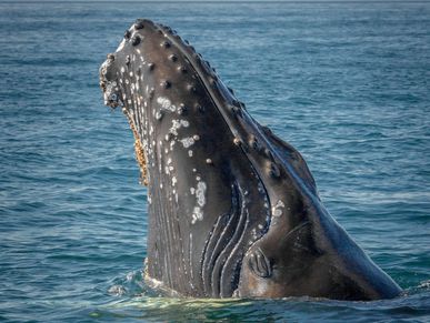 Marine Mammal Stranding Center