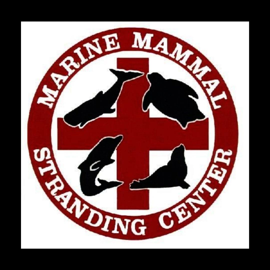 Marine Mammal Stranding Network