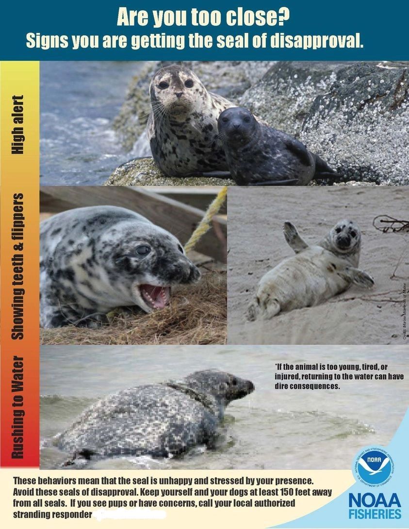 harbor seal « Conserve Wildlife Foundation of New Jersey