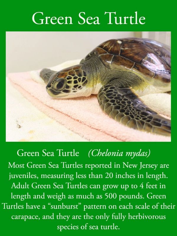 Sea Turtle, Species