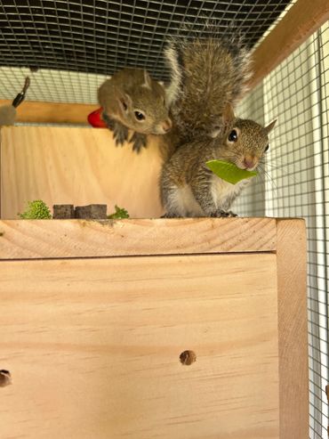 Getting closer to being released and growing in their wild up cage.