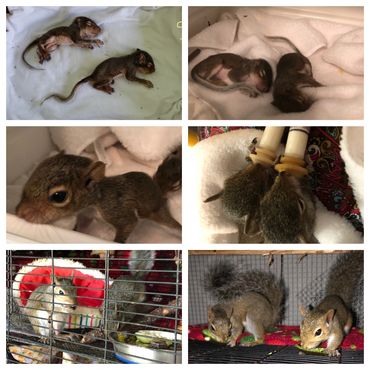 From the first day arriving at Momma's Squirrel until the day of release!