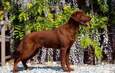 A brown dog standing outdoors by a bench.