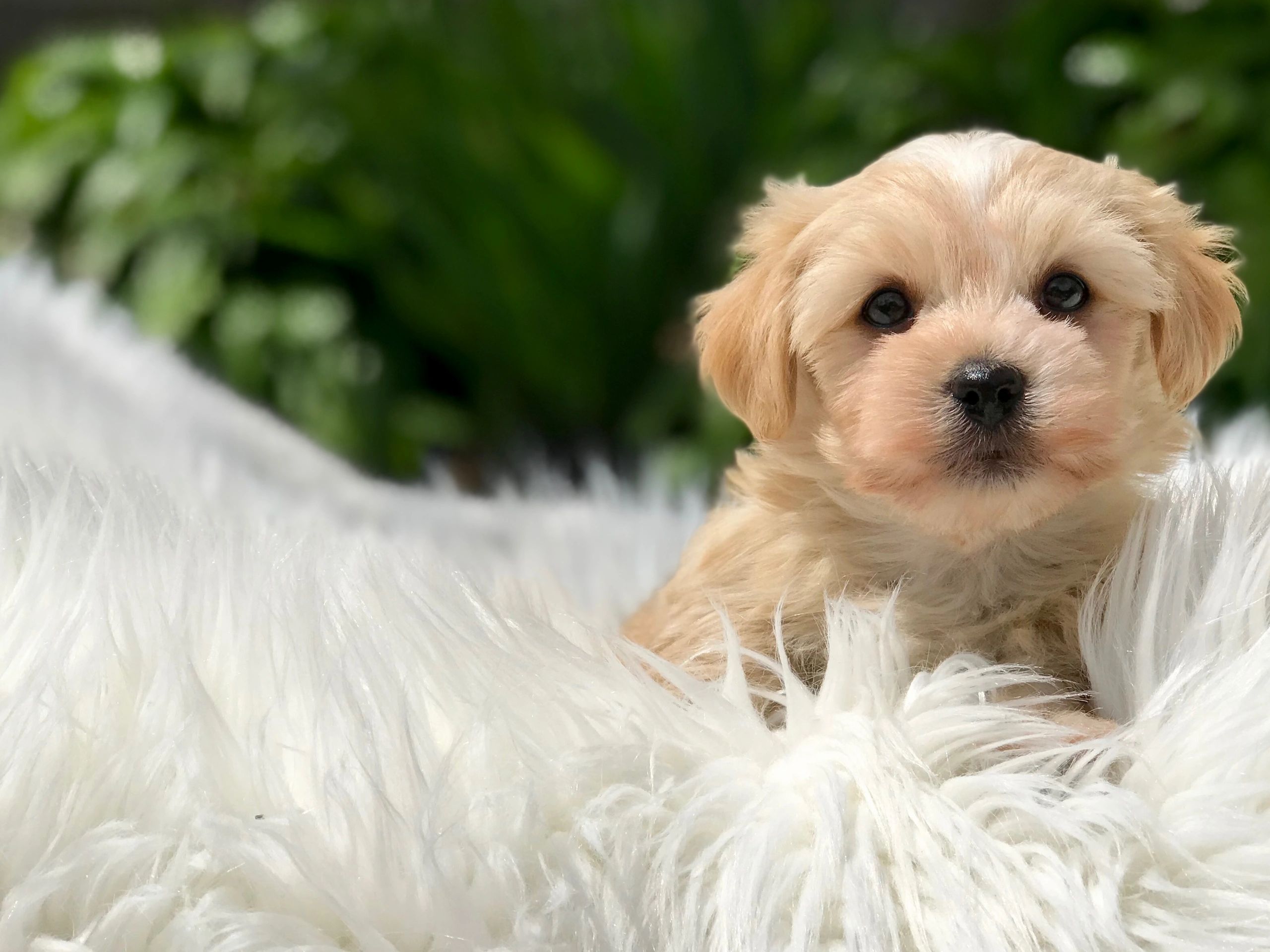 Four Types of Dog Breeders: Find the Best Breeder For Your New Puppy