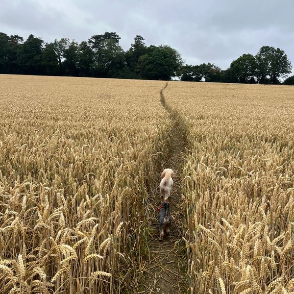 Adventure walkies 