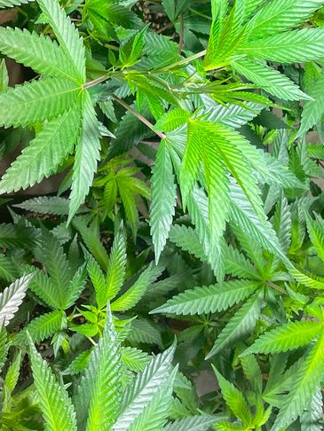 Close-up of vibrant green cannabis leaves with serrated edges.