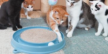 I am a cat lover these 5 cats playing with toys make my heart smile.