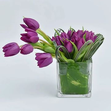 Purple tulips 