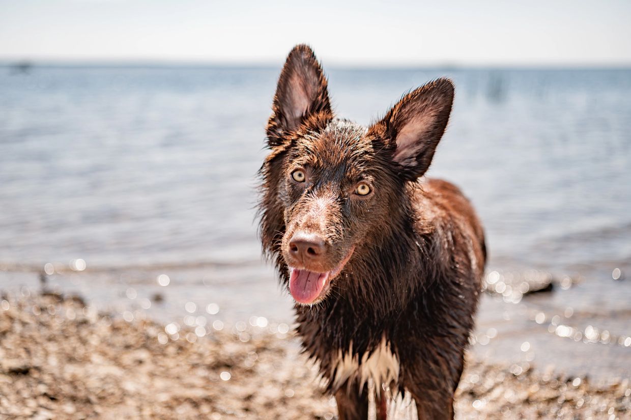 Wet brown dog with big ears standing near a body of water.