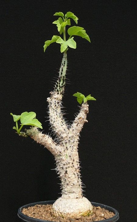 Adenia aculeata ssp. aculeata