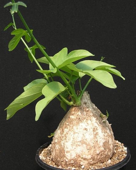 Adenia heterophylla