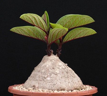 Adenia goetzei (leaf with red veins)