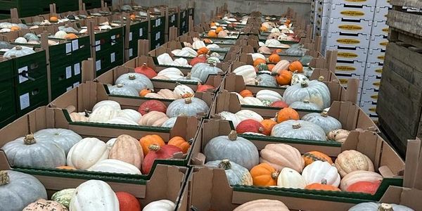 Squash harvested autumn 2024