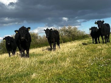 A few of our Dexter cows who graze on natural grassland and wild flower medows